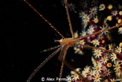 Spider crab on the blooming corals. by Alex Permiakov 